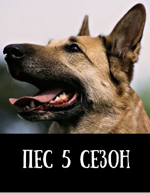 Пес 5 сезон